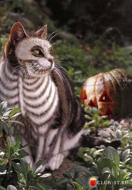 №59, Павел Игнатьев, Воскресенск №59, Павел Игнатьев, Воскресенск