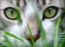 Татьяна Корнийчук, Старый Оскол, Россия, 