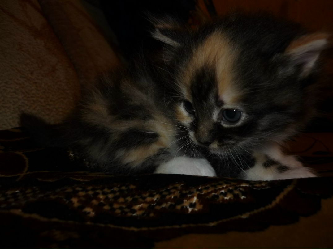 Данил Карташов | Воронеж