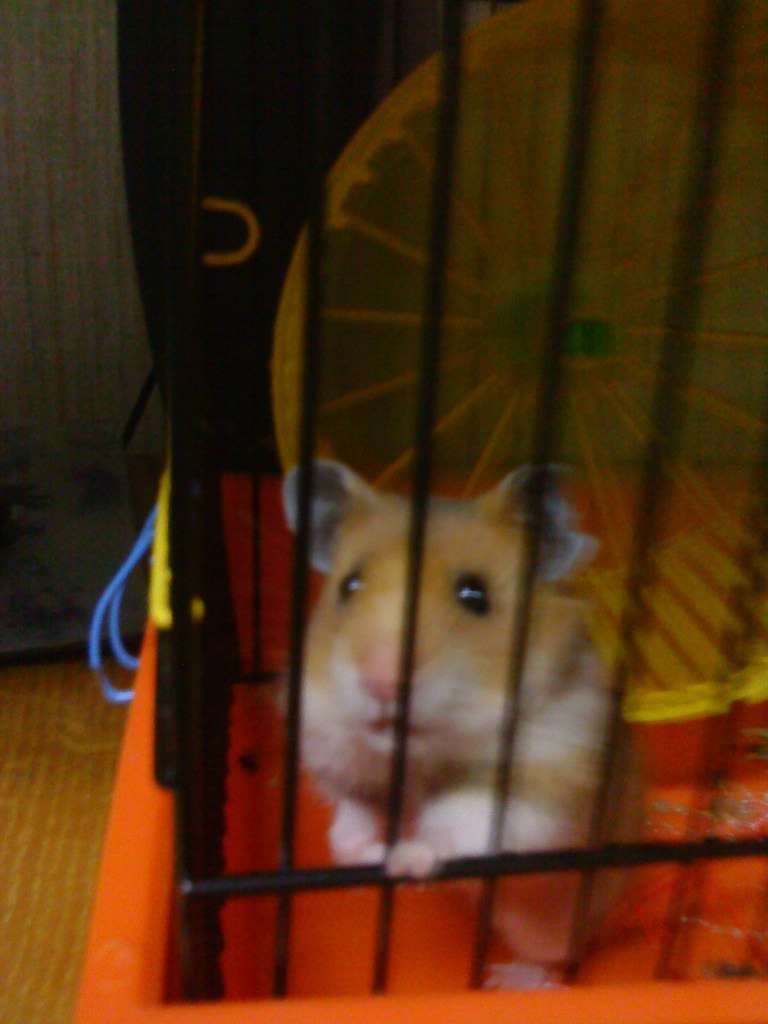 Виктор Сакович | Пинск