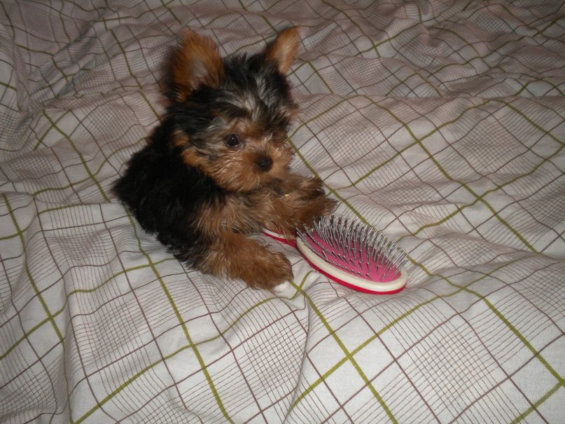 Александра Кочубей | Тула