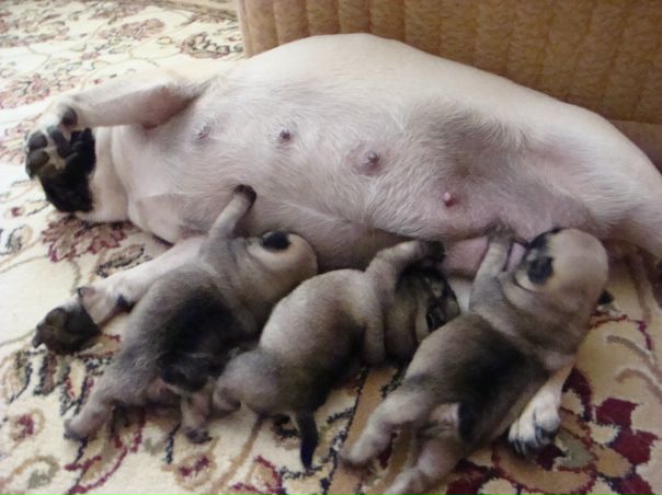 №81, Тёма Афанасьев №81, Тёма Афанасьев