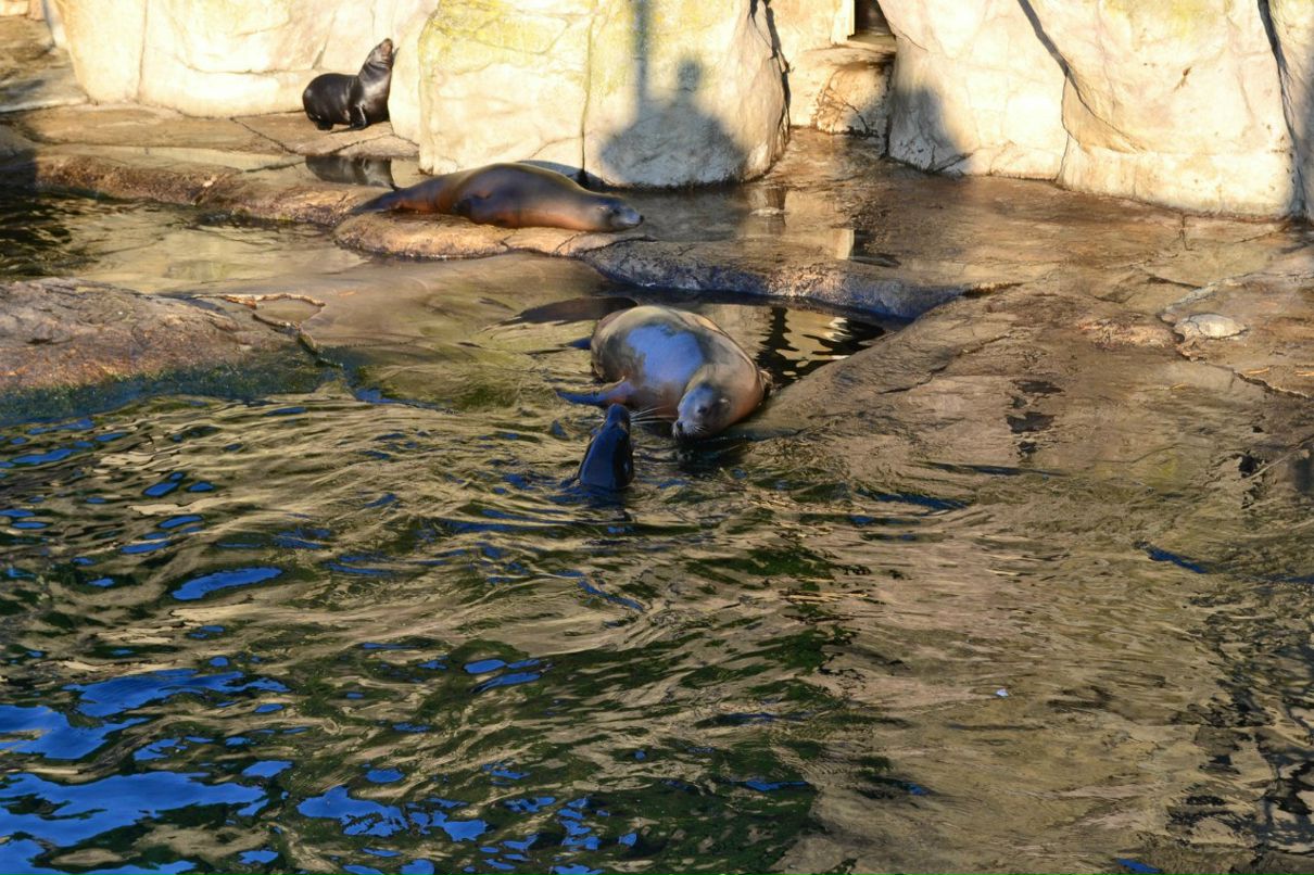 Ксения Виват | Москва