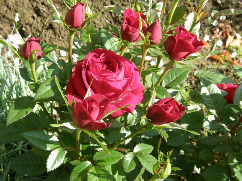 Александра Орлова | Санкт-Петербург