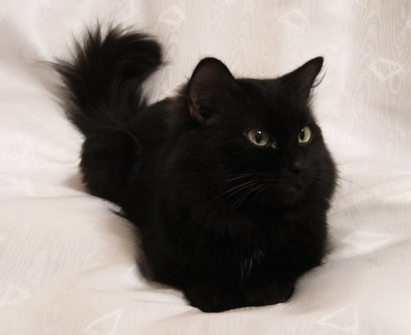 Lynx Yelloweyes with | Екатеринбург