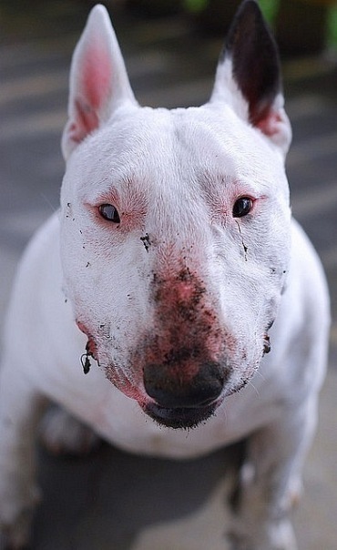 №6, Wu White №6, Wu White