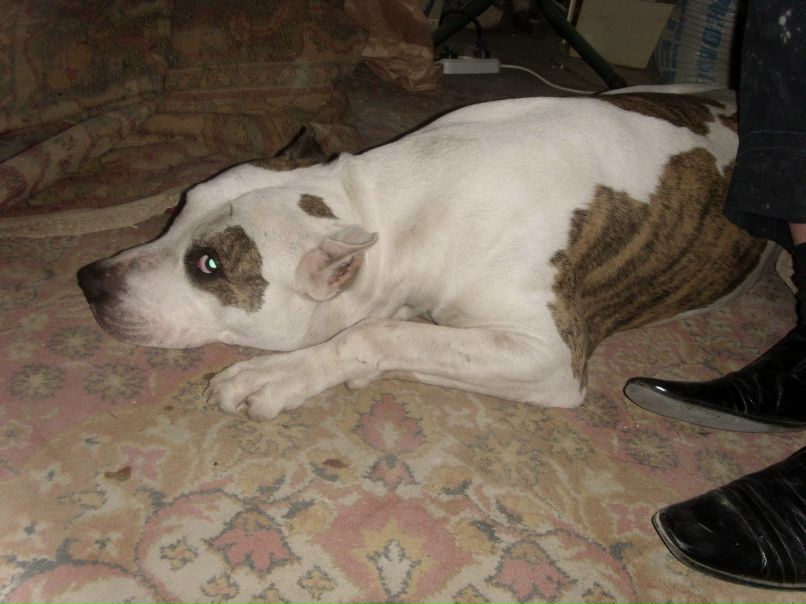 Антон Науменко ДоН  АнТоНиО | Киев