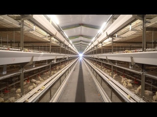 Discover Quality chicken cages with Livi Machinery & H type broiler battery cage