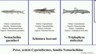 Peixe, ordem Cypriniformes, famlia Nemacheilidae fish Nemacheilus Triplophysa Richards Schistura