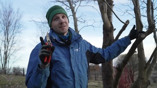 Чем замазывать раны деревьев