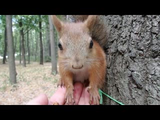 О сером бельчонке, который стал рыжим / About the gray squirrel who turned red