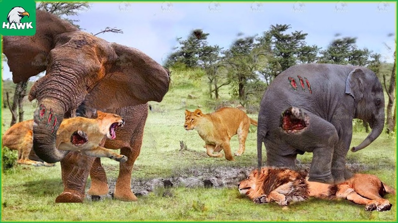 30 Tragic Moments The Lion Family Is Chased By Angry Elephants, What Will Happen