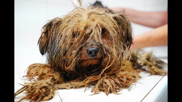 Amazing transformation of a Yorkie used at a puppy mill for breeding his entire