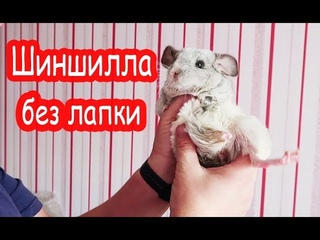 БОЛЬШАЯ уборка у свинок, шиншилл и кролика