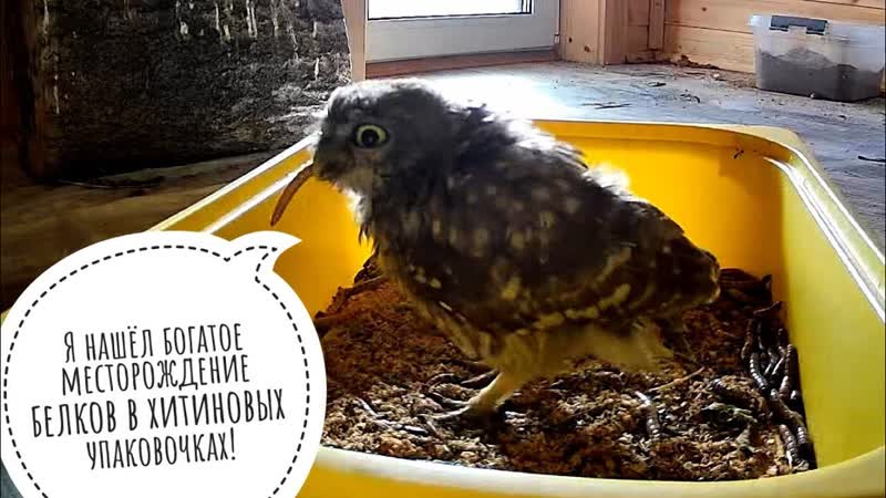 Маленькие совы пасутся на полянке с червячками, а мы