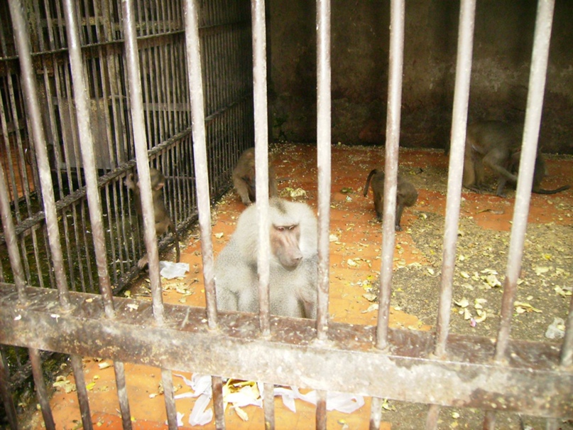 Константин Меркулов | Санкт-Петербург