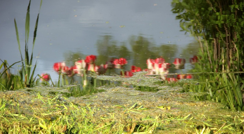 Наталья Салтанова Григорьевна | Санкт-Петербург