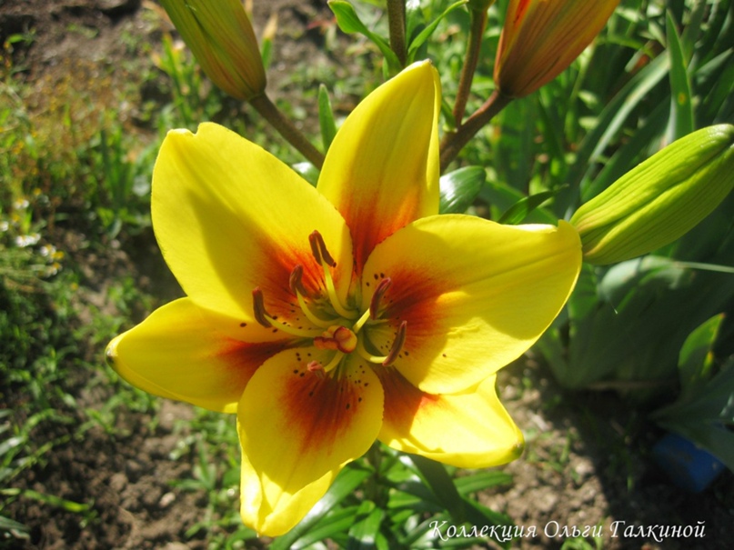 Ольга Галкина | Вилково