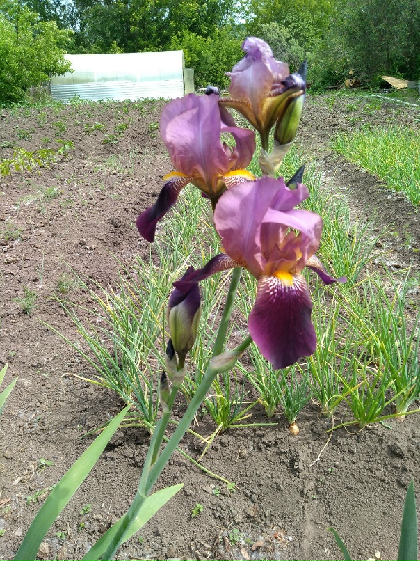 Наталья Репина | Уржум