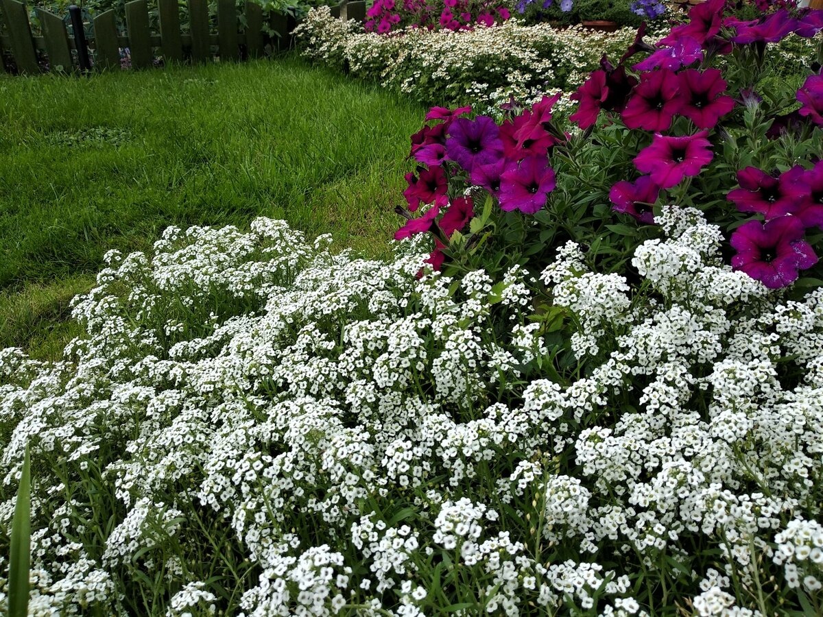 Фото цветов посадка и уход. Алиссум лобулярия Каменник. Алиссум Каменник. Алиссум морской свиталисум. Лобулярия морская свиталисум. Фото цветов посадка и уход. Алиссум лобулярия Каменник. Алиссум Каменник. Алиссум морской свиталисум. Лобулярия морская свиталисум.