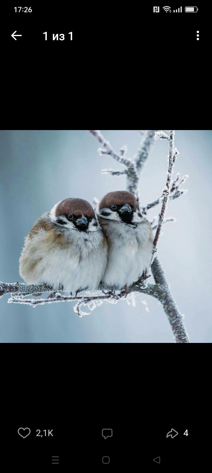 Мария Старцева | Сыктывкар