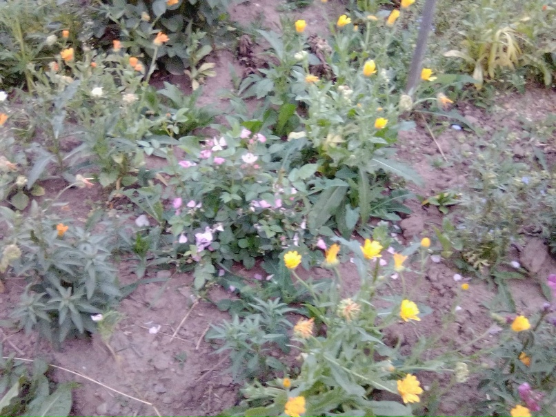 Александра Раевская | Визинга