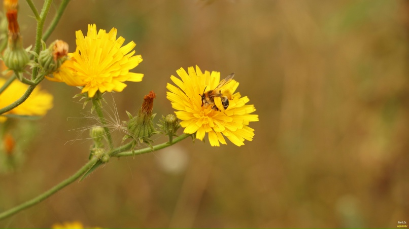 Николай Абрамов | Алексин