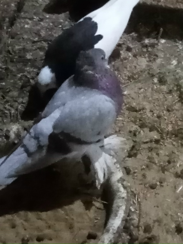 Алексей Василевский | Алатырь