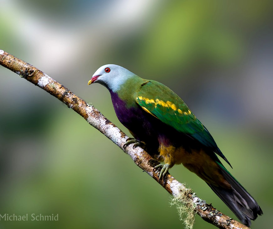 Новокаледонский пестрый голубь