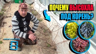 ГИБЕЛЬ ВИНОГРАДНОЙ ЛОЗЫ ВЕСНОЙ, ОТСУТСТВИЕ ПАСОКИ, В ЧЕМ ПРИЧИНЫ СЕВЕРНЫЙ ВИНОГРАДНИК 24-05