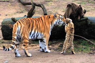 HD Tiger Babys - Cute Tigerbabys - Zoo Cologne - Amurtiger - cute baby animals