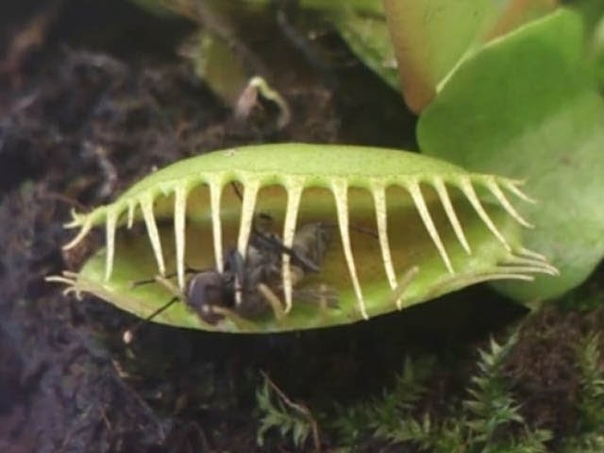 Predator plant devours a fly, Растение хищник сжирает
