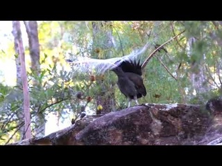 Lyrebird Dance