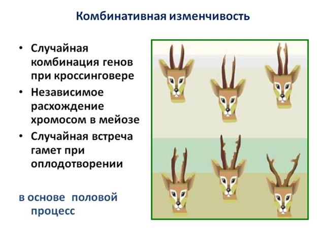 Придумать два примера случайной изменчивости