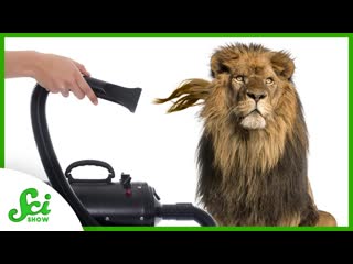 Counting Species out of Thin Air