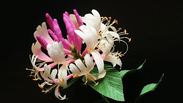 ABC TV, How To Make Honeysuckle Paper Flower From Crepe Paper Craft