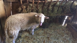Mouton qui bèle - Cute sheep LOL