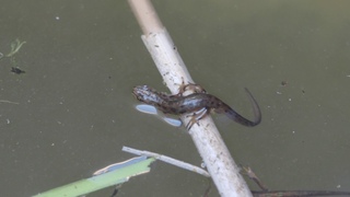 Lissotriton vulgaris, Smooth newt, Обыкновенный тритон (source 15-07-2018)