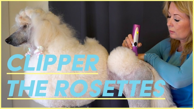 Clippering Poodle Rosettes and Back