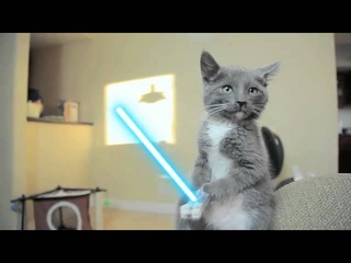 Коты - джедаи. Эпизод V. Последняя надежда.